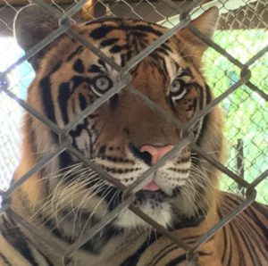 Captive tiger at a tourist facility in Thailand. World Animal Protection believes that wild animals belong in the wild and should not be used for our entertainment. (PRNewsFoto/World Animal Protection)