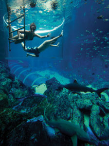 7march-p1shark-encounter-descend-into-shark-seas-in-an-acrylic-enclosure