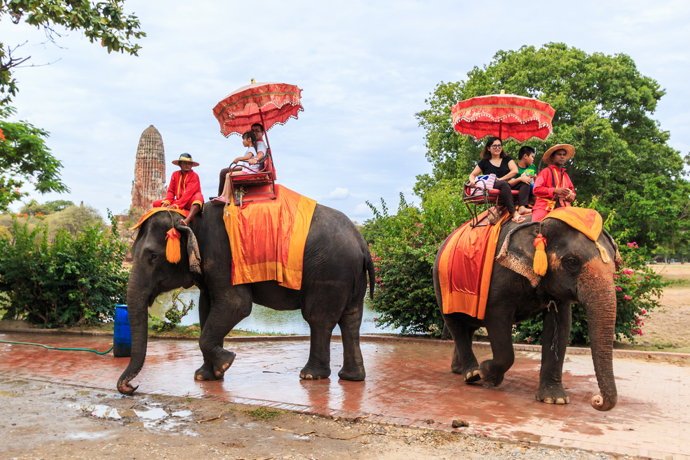 elephant-thailand