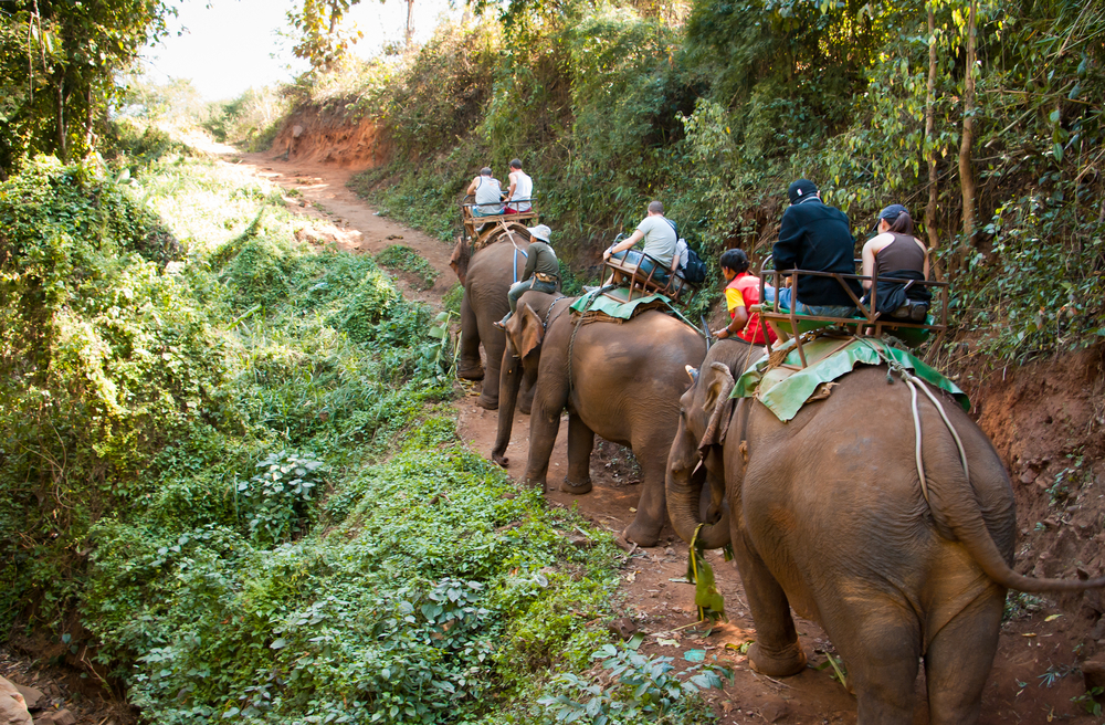 elephant-ride-thailand