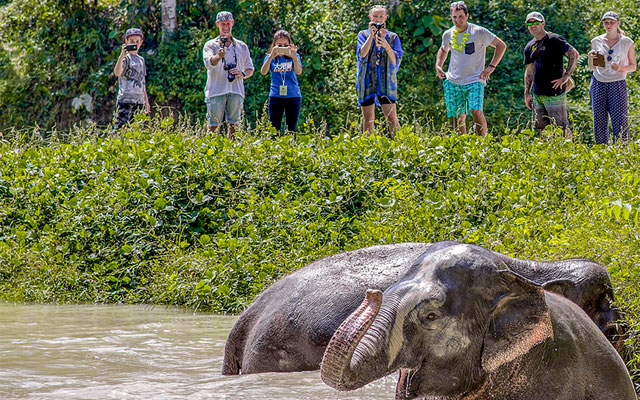 Thai sanctuary takes 'hands-off' approach to elephant interaction | TTG Asia