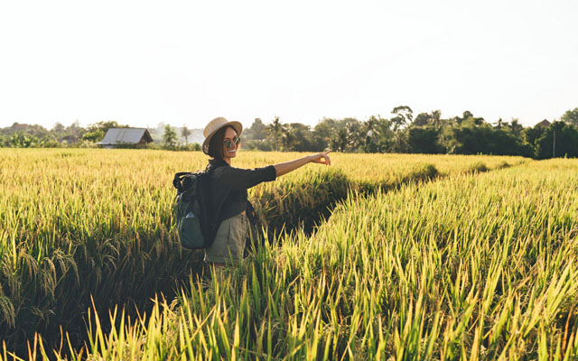 traveller in rice fields 640