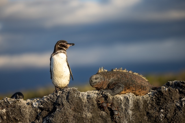 Sail with Silversea to far off destinations and meet rare animals up close