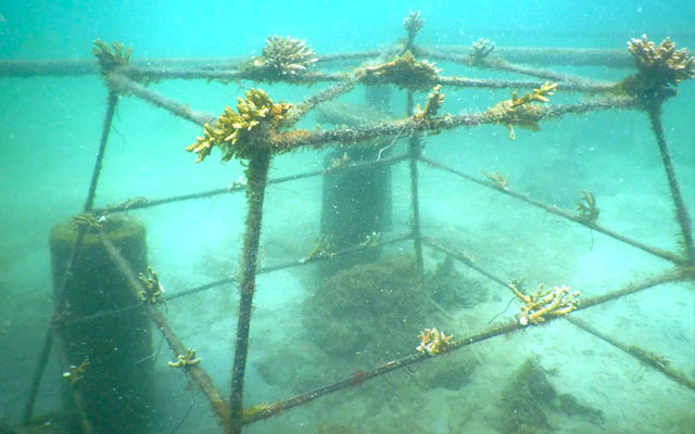 Nirwana Gardens invests in coral reef rejuvenation