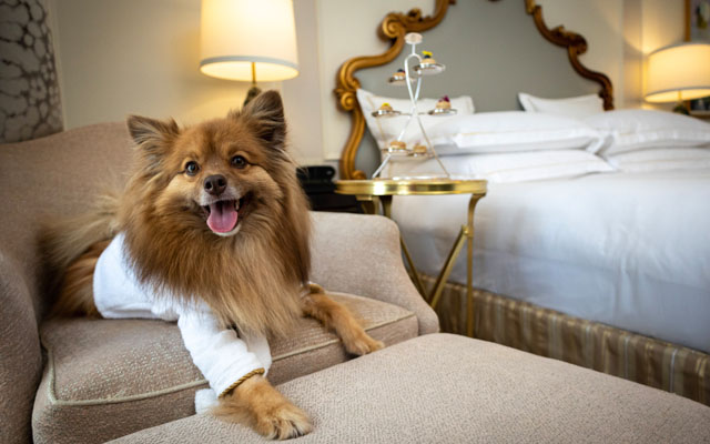 Fairmont celebrates International Dog Day in style