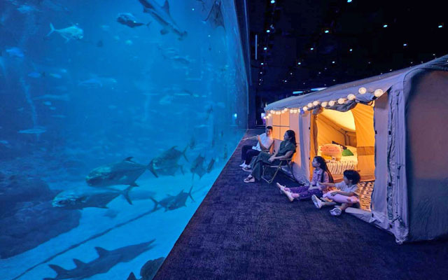 Overnight adventure awaits at Singapore Oceanarium’s Ocean Dreams