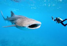 Bohol sets framework for sustainable whale shark tourism