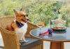 Love for furkids spurs pet tourism