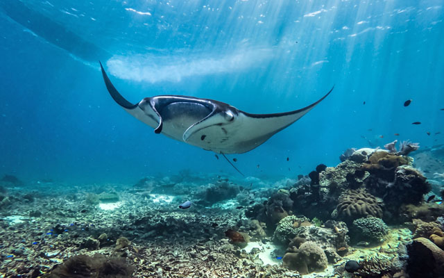 Wild encounters in Komodo waters